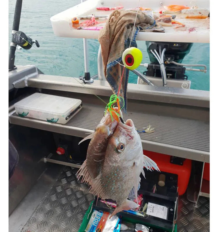 Snapper Grouper Sea-bream
